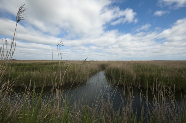 Cley marshes